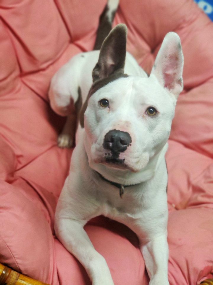 Chicago White Sox on X: 🐾 Meet Leo 🐾 Leo, a Pitbull rescue, is