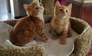 KITTENS--brother and sister pair