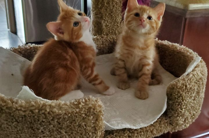 KITTENS--brother and sister pair 2