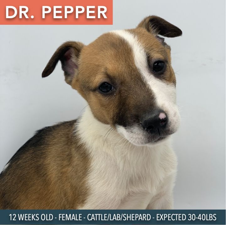 Dr. Pepper 1
