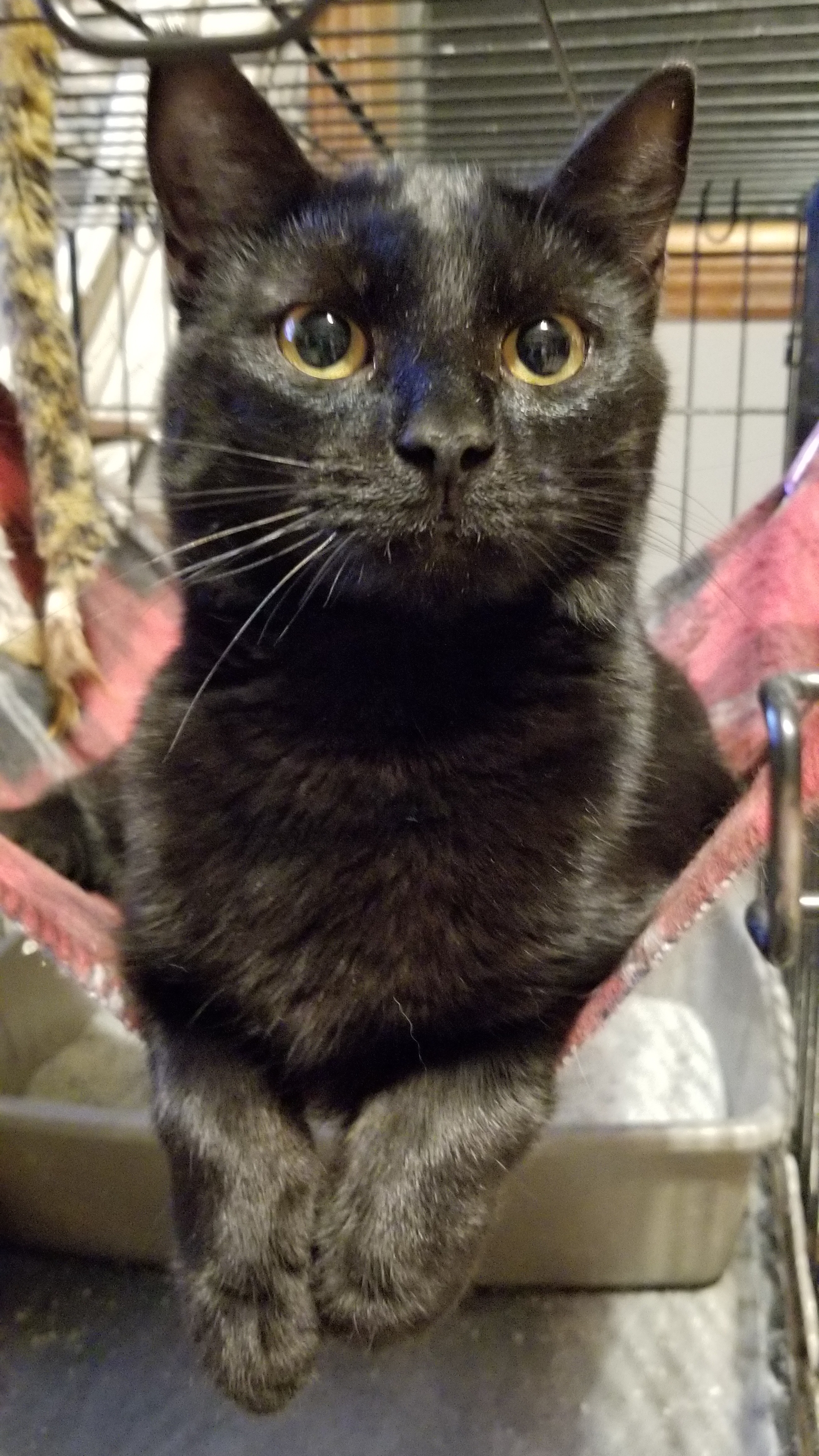 Tequila (Tiki), an adoptable American Shorthair in Hartford, KY, 42347 | Photo Image 2