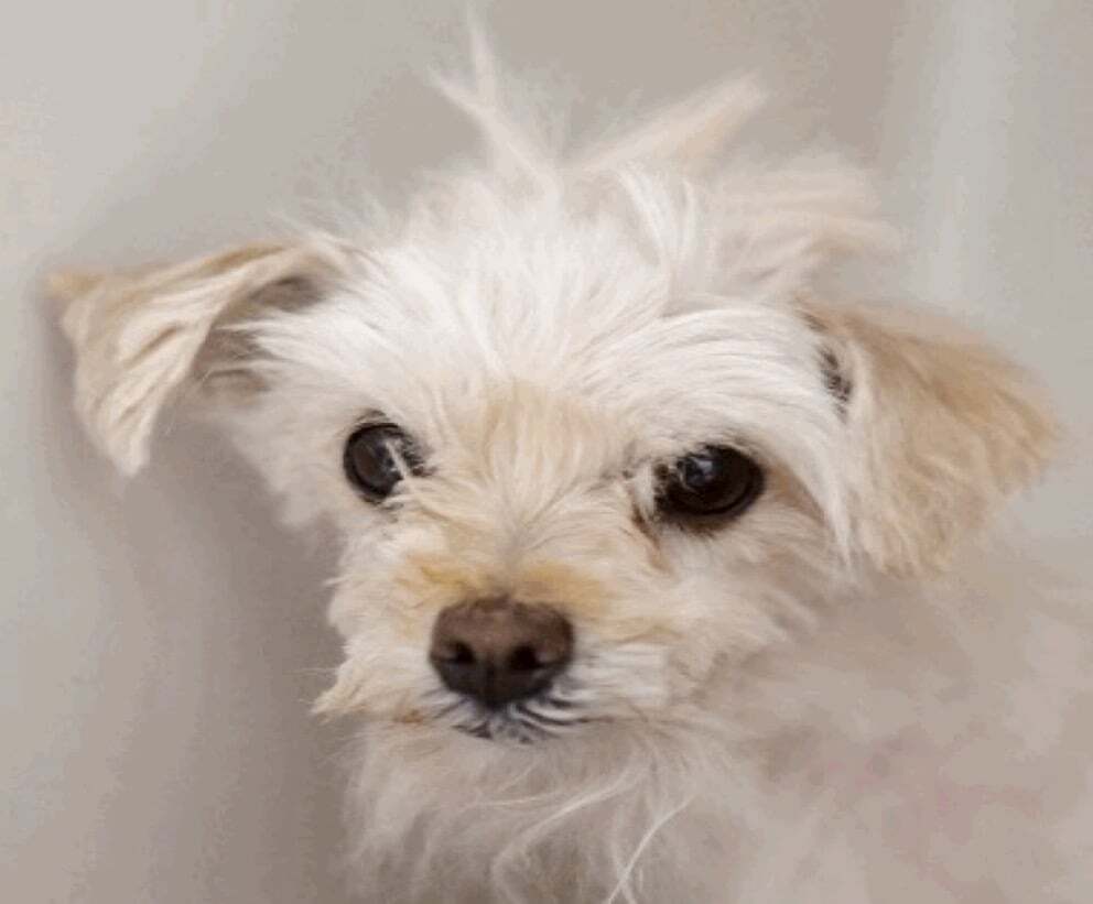 Mia, an adoptable Shih Tzu, Maltese in Las Vegas, NV, 89117 | Photo Image 4