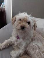 Mia, an adoptable Shih Tzu, Maltese in Las Vegas, NV, 89117 | Photo Image 5