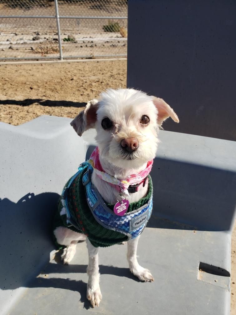 Mia, an adoptable Shih Tzu, Maltese in Las Vegas, NV, 89117 | Photo Image 6
