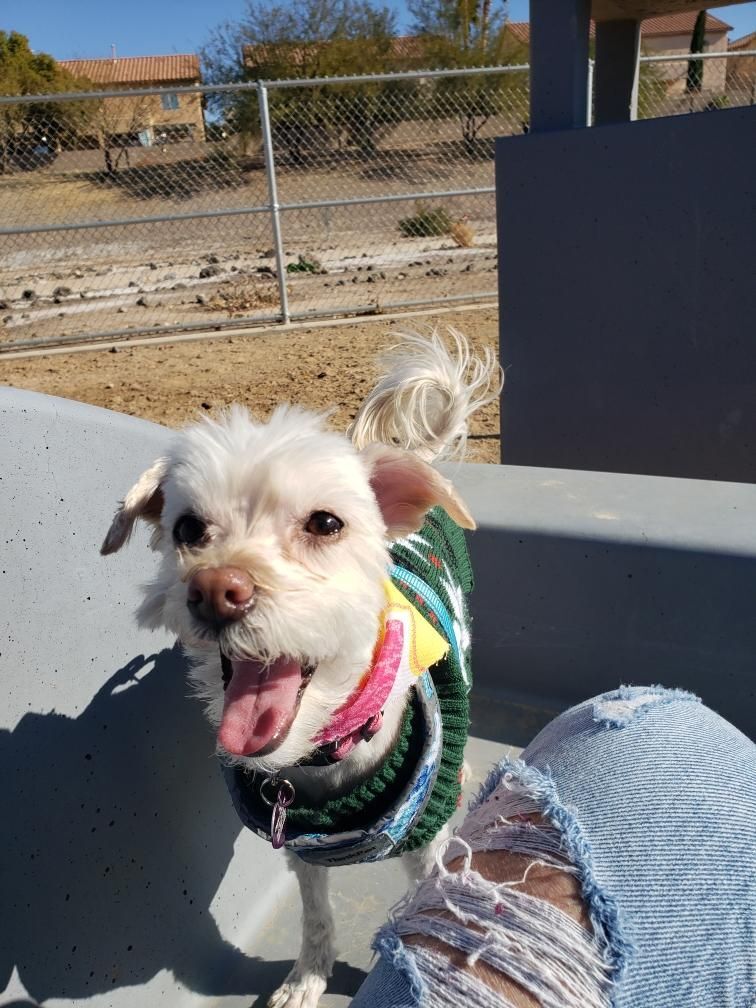 Mia, an adoptable Shih Tzu, Maltese in Las Vegas, NV, 89117 | Photo Image 7