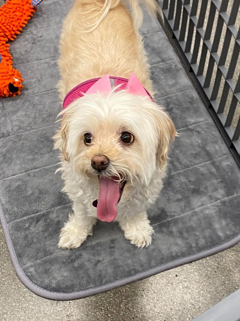 Mia, an adoptable Shih Tzu, Maltese in Las Vegas, NV, 89117 | Photo Image 8