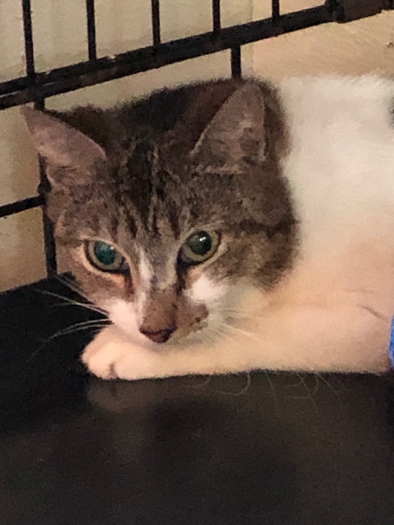 Bitsy, an adoptable Domestic Short Hair in Pittsboro, NC, 27312 | Photo Image 1