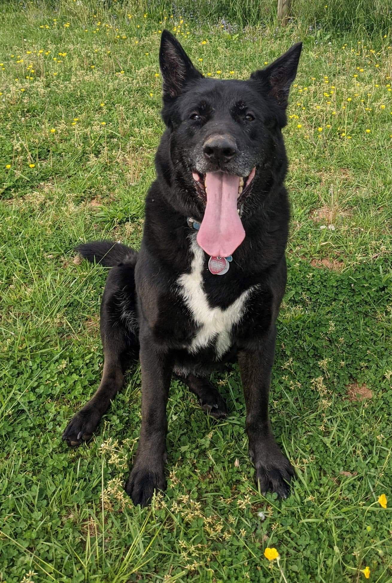 Phoenix, an adoptable German Shepherd Dog in Forest, VA, 24551 | Photo Image 1