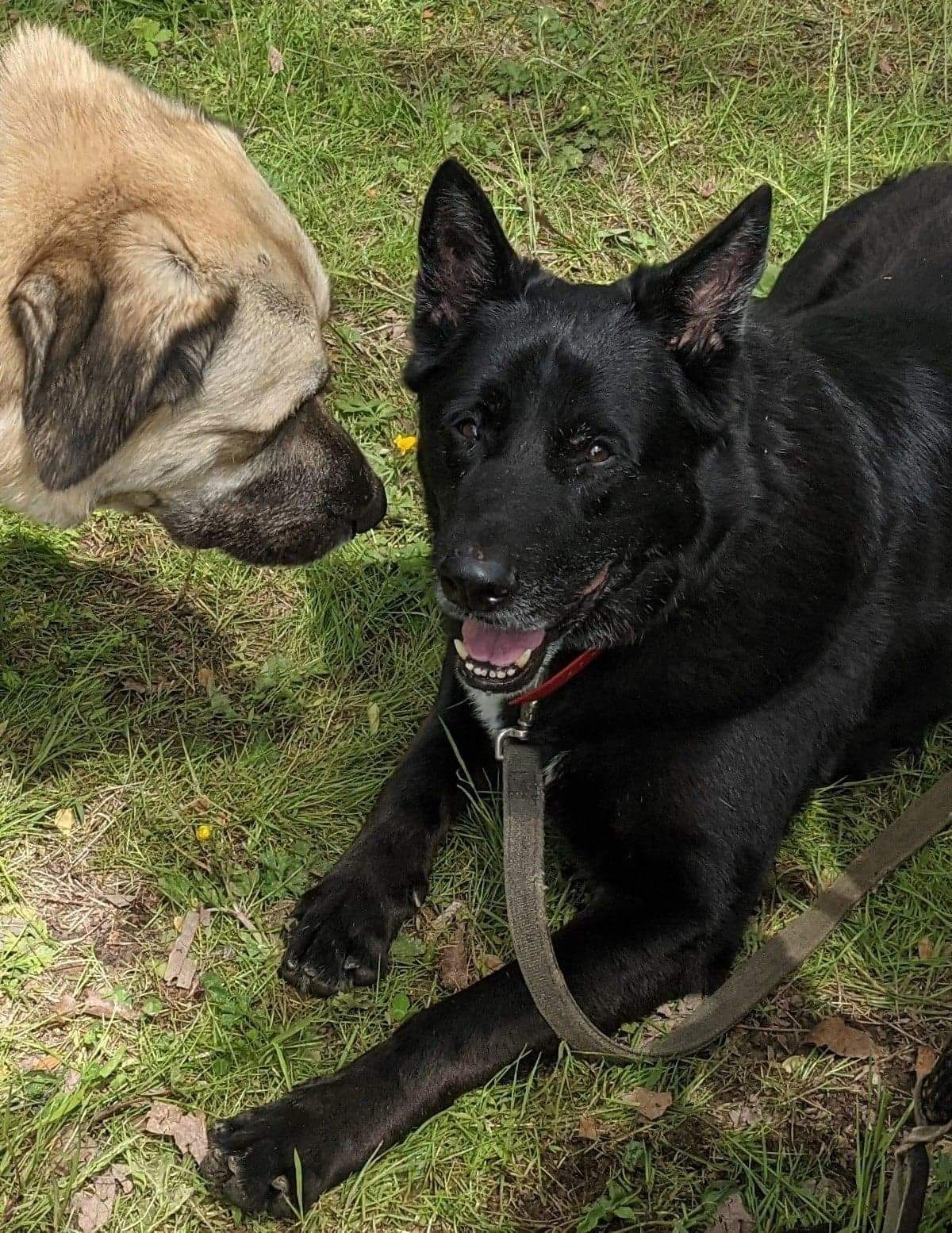 Phoenix, an adoptable German Shepherd Dog in Forest, VA, 24551 | Photo Image 2