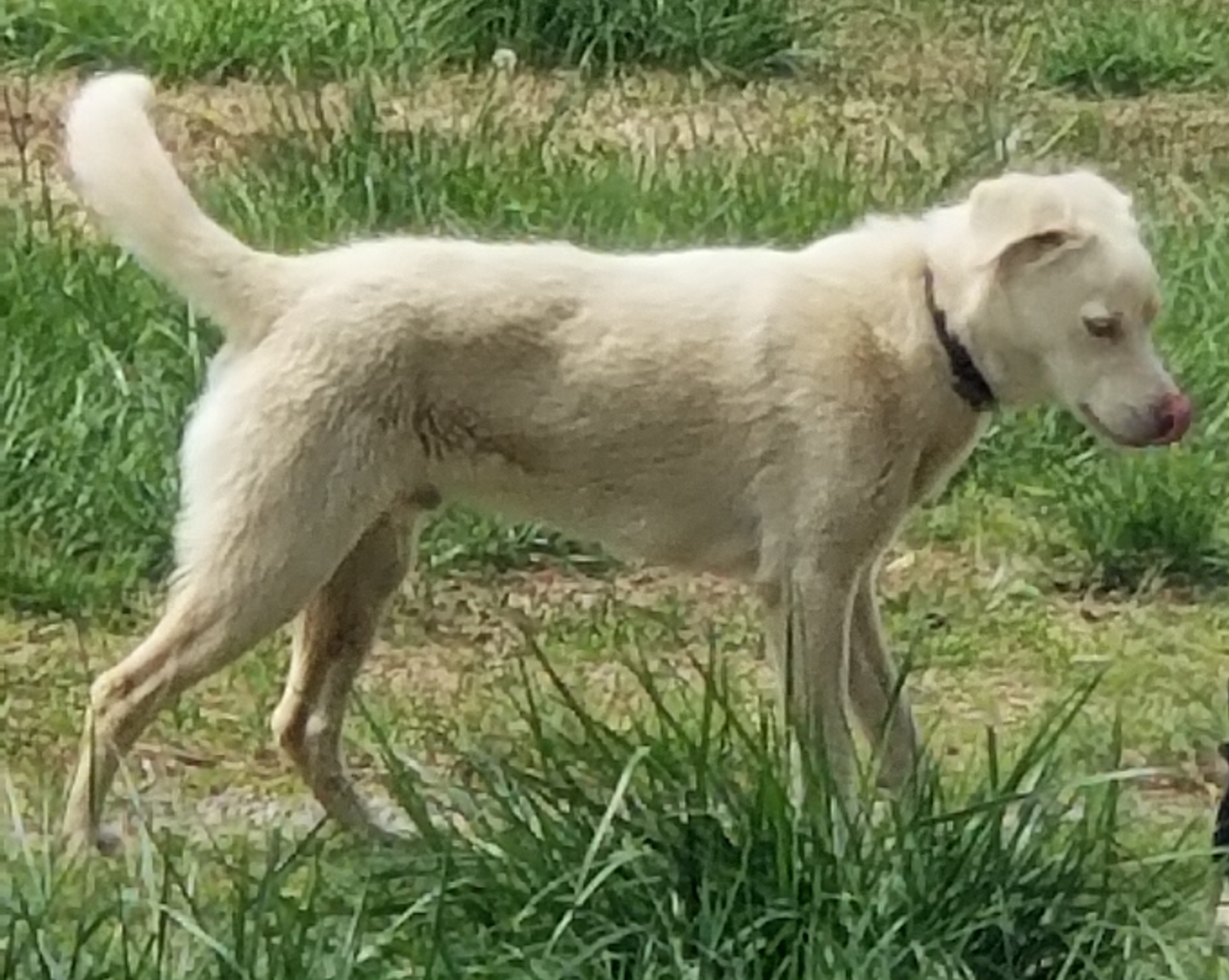 Casper, an adoptable Husky in CUSHING, OK, 74023 | Photo Image 1