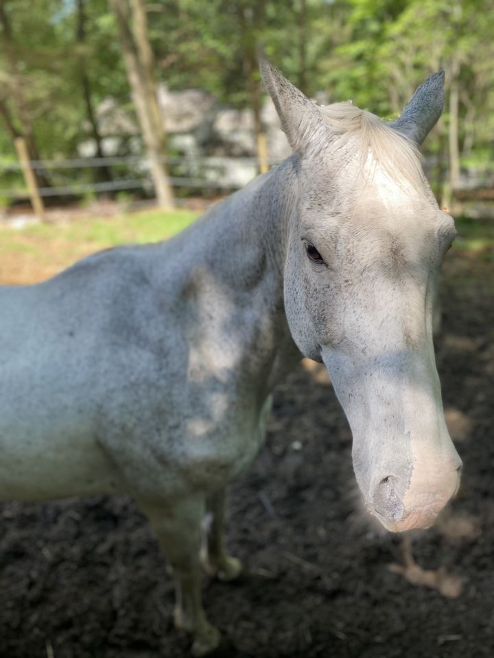 Stoney, an adopted Quarterhorse Mix in Woodbury, CT_image-3