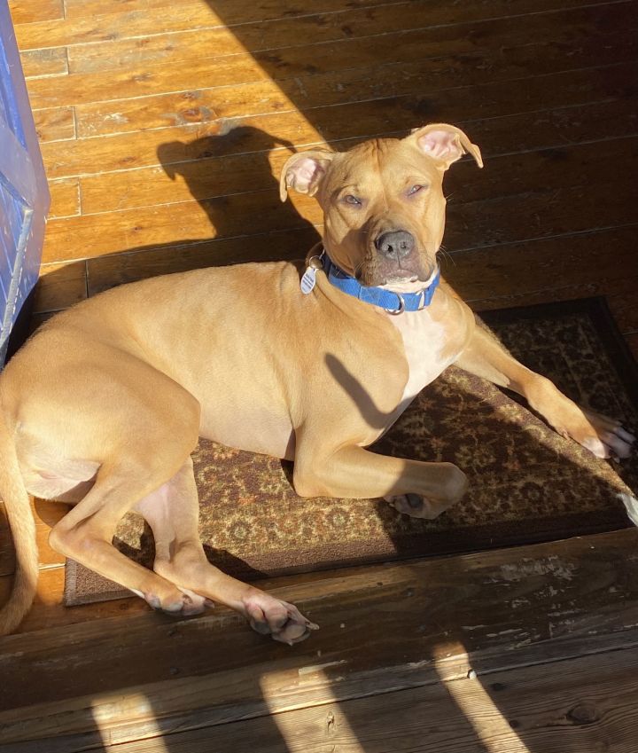 Rhodesian ridgeback sales bull terrier mix