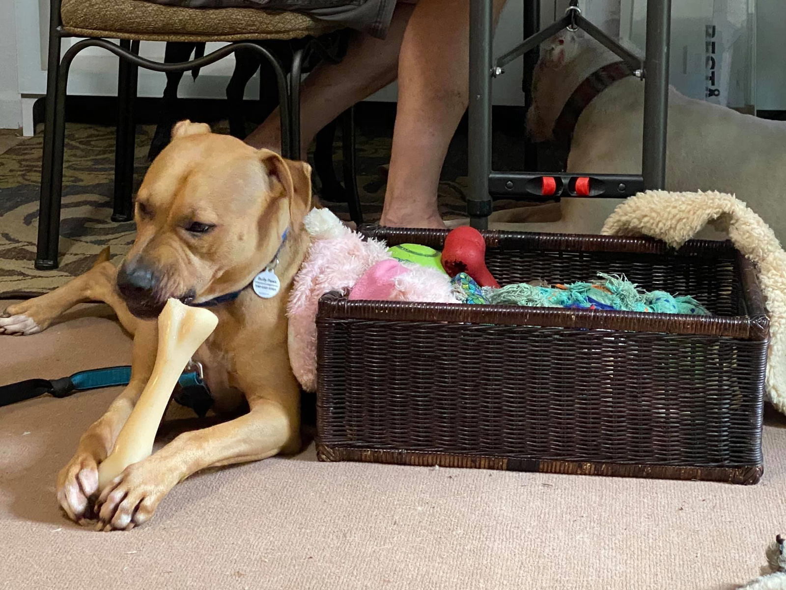 Woody, aka Woodrow, an adoptable Pit Bull Terrier, Rhodesian Ridgeback in Spotsylvania, VA, 22553 | Photo Image 3