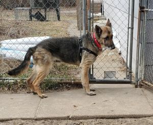 Dogs For Adoption Near 55316 Mn Petfinder