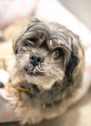 Dog For Adoption Tobie A Shih Tzu Mix In Salem Ma Petfinder