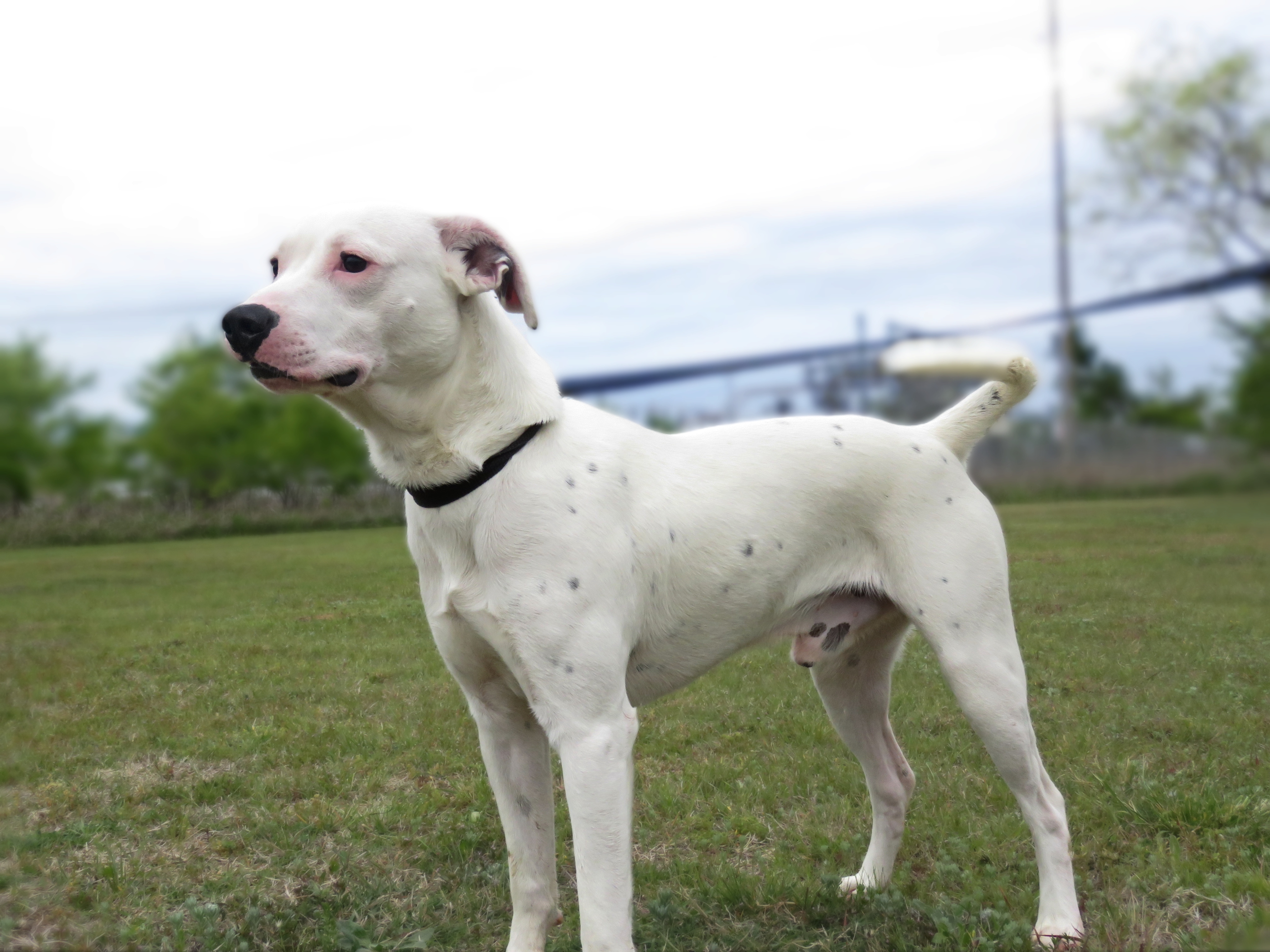Buster, an adoptable Dalmatian, Pit Bull Terrier in Gainesville, TX, 76240 | Photo Image 2