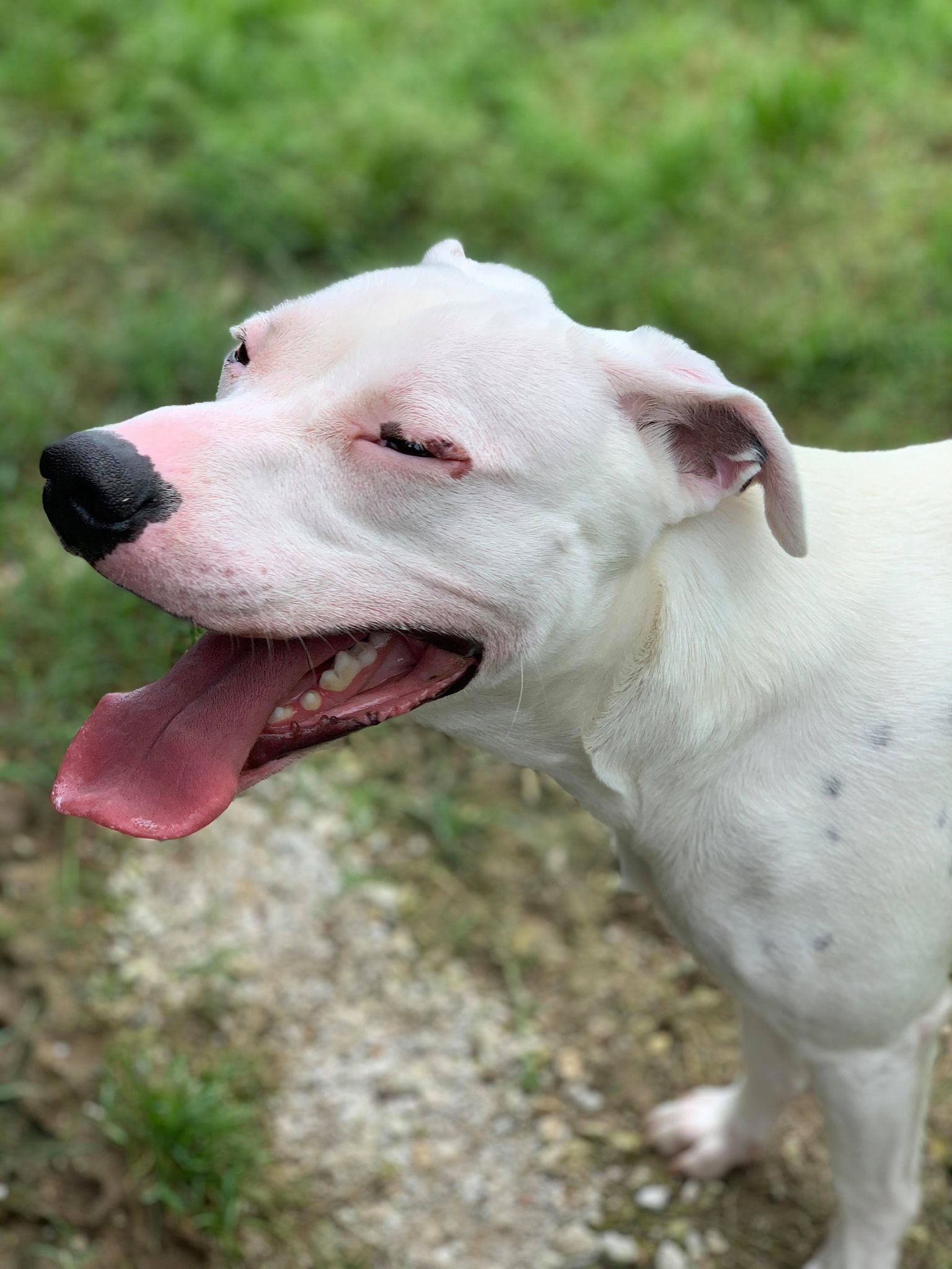 Buster, an adoptable Dalmatian, Pit Bull Terrier in Gainesville, TX, 76240 | Photo Image 3
