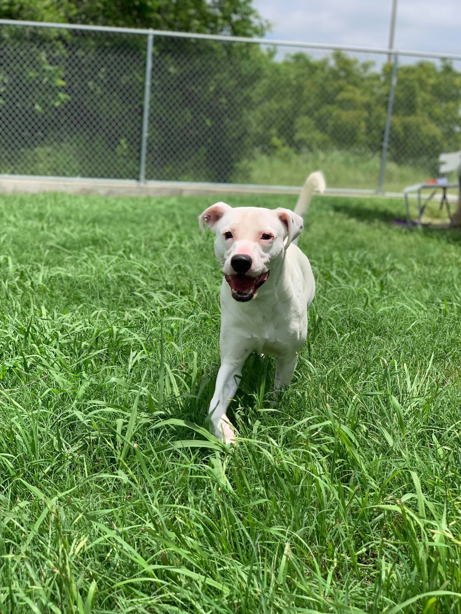 Buster, an adoptable Dalmatian, Pit Bull Terrier in Gainesville, TX, 76240 | Photo Image 4