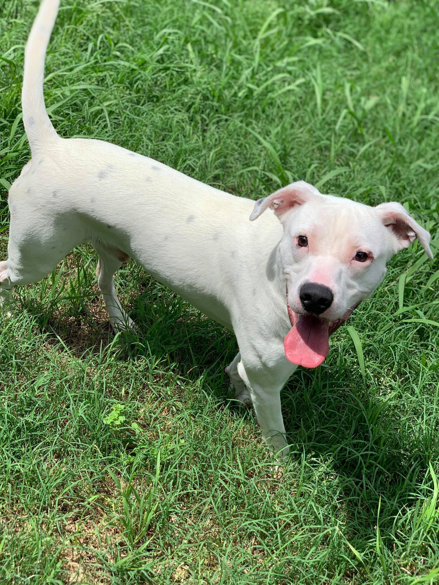 Buster, an adoptable Dalmatian, Pit Bull Terrier in Gainesville, TX, 76240 | Photo Image 5