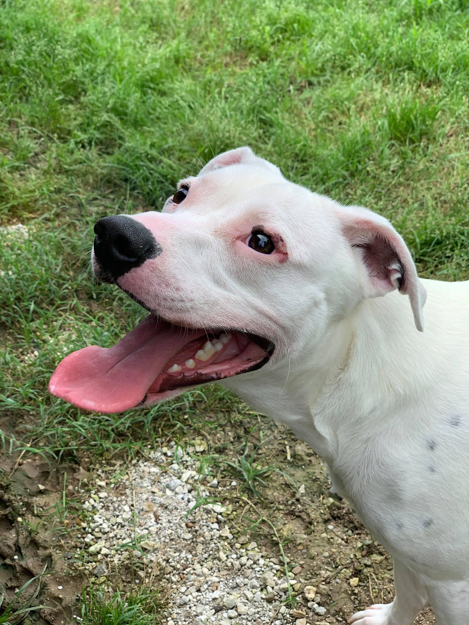 Buster, an adoptable Dalmatian, Pit Bull Terrier in Gainesville, TX, 76240 | Photo Image 6