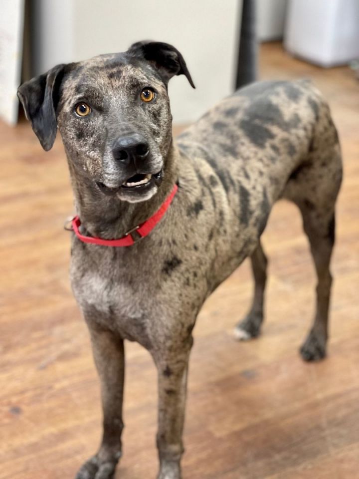 Catahoula 2024 mastiff mix