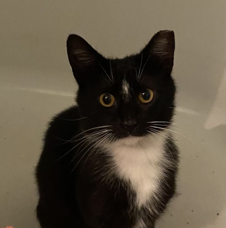 Tuxie, an adoptable Tuxedo in Granville, OH_image-1