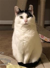 Dottie D, an adoptable Domestic Short Hair in Fairfax, VA, 22030 | Photo Image 1