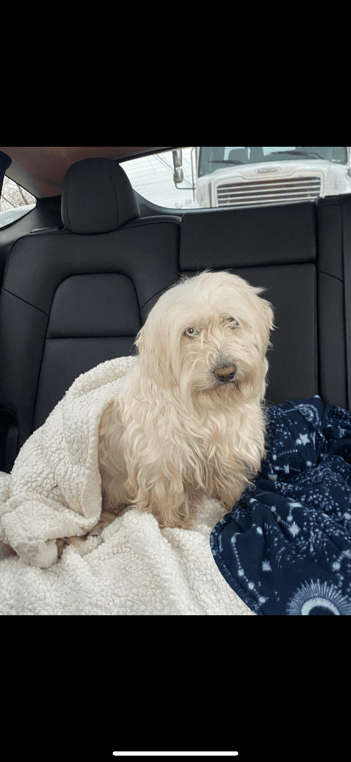 Champagne, an adoptable Miniature Poodle in Powell, TN, 37849 | Photo Image 3