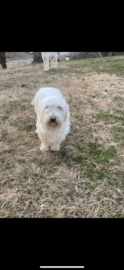 Champagne, an adoptable Miniature Poodle in Powell, TN, 37849 | Photo Image 1