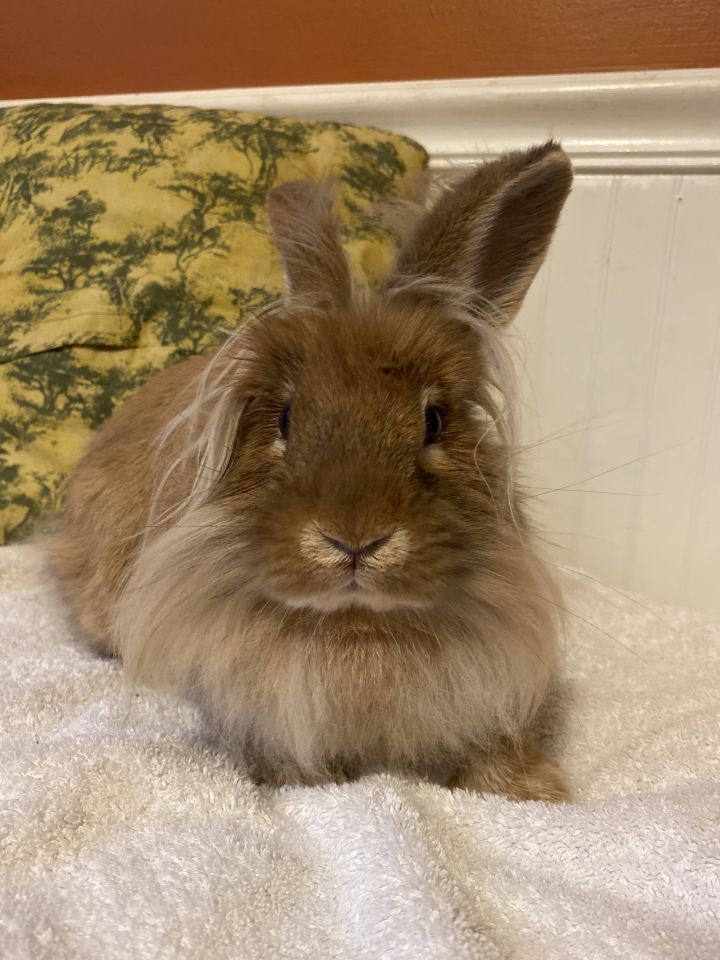 Schnapps, an adopted Lionhead in Woburn, MA_image-2