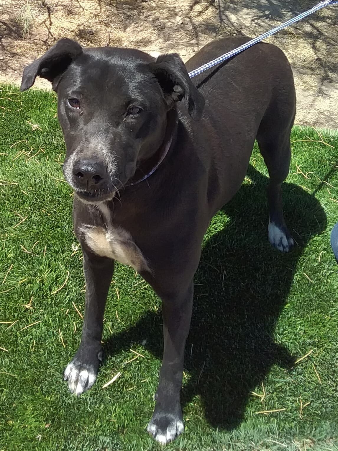 Nelly, an adoptable Labrador Retriever in Las Vegas, NV, 89136 | Photo Image 2