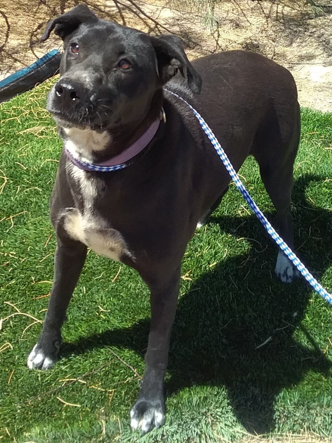 Nelly, an adoptable Labrador Retriever in Las Vegas, NV, 89136 | Photo Image 4