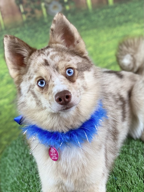 Dog For Adoption Blu A Pomeranian Husky Mix In Garland Tx Petfinder