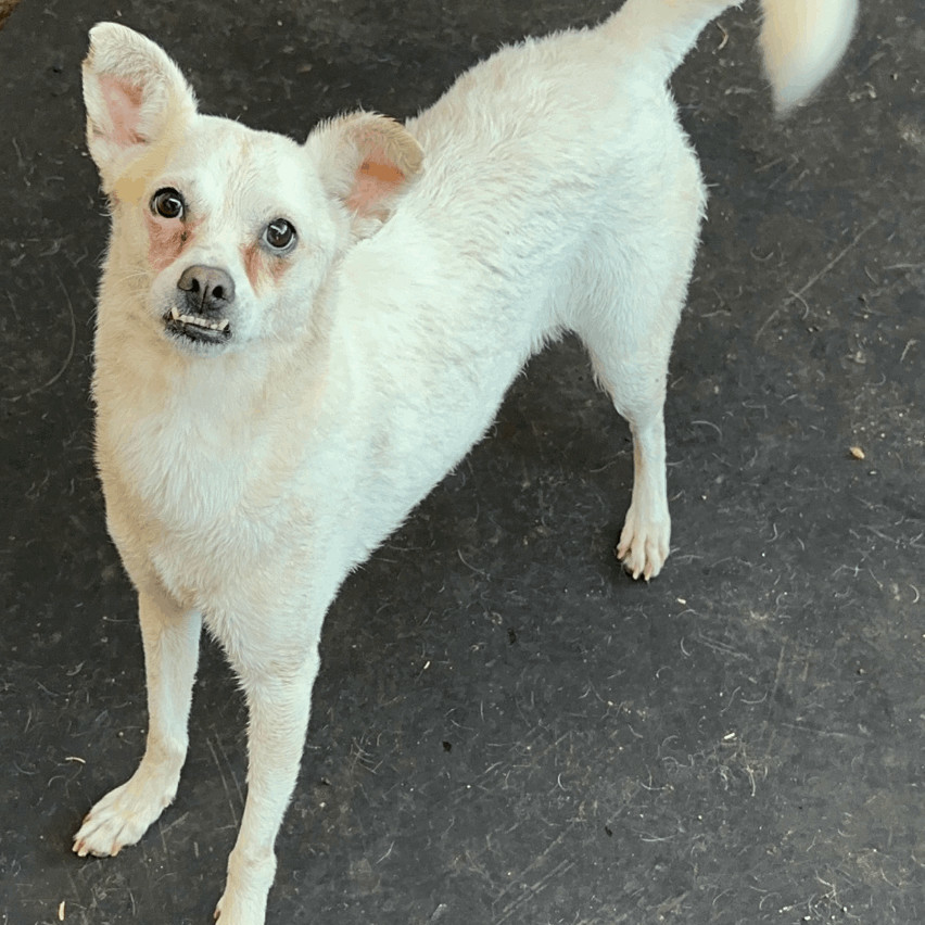 Carla, an adoptable Chihuahua, Terrier in TUCSON, AZ, 85719 | Photo Image 1