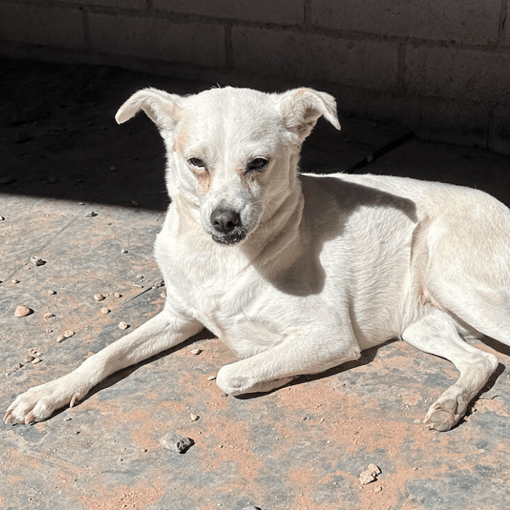 Carla, an adoptable Chihuahua, Terrier in TUCSON, AZ, 85719 | Photo Image 2