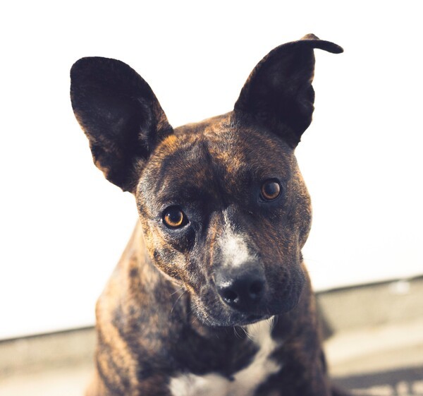 Trixie, an adoptable Pit Bull Terrier, Shepherd in Vallejo, CA, 94590 | Photo Image 1