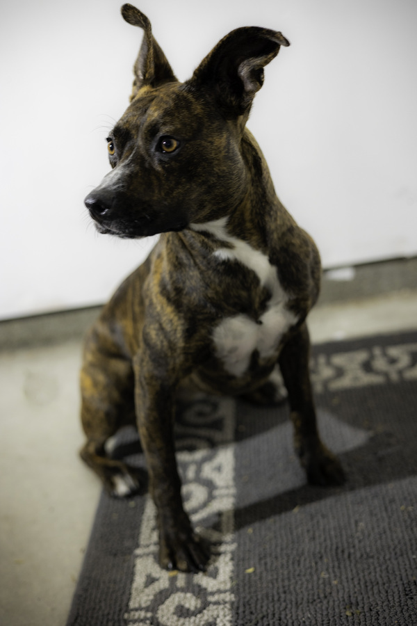 Trixie, an adoptable Pit Bull Terrier, Shepherd in Vallejo, CA, 94590 | Photo Image 2