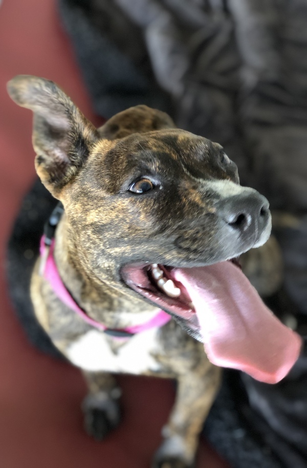 Trixie, an adoptable Pit Bull Terrier, Shepherd in Vallejo, CA, 94590 | Photo Image 3