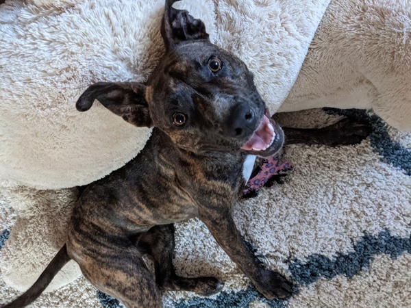 Trixie, an adoptable Pit Bull Terrier, Shepherd in Vallejo, CA, 94590 | Photo Image 4