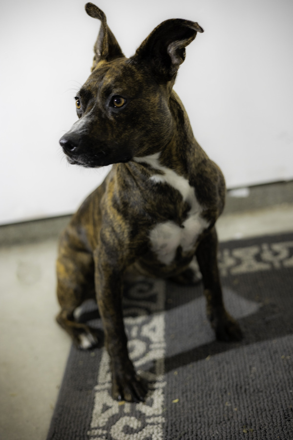 Trixie, an adoptable Pit Bull Terrier & Shepherd Mix in Vallejo, CA_image-5