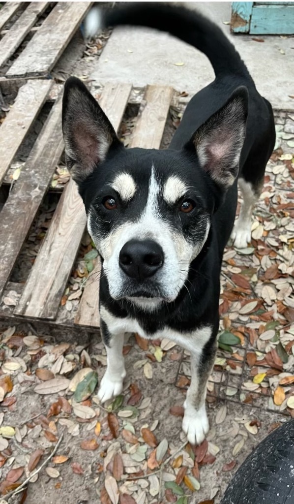 Charley, an adoptable Australian Shepherd in Fulton, TX, 78358 | Photo Image 1