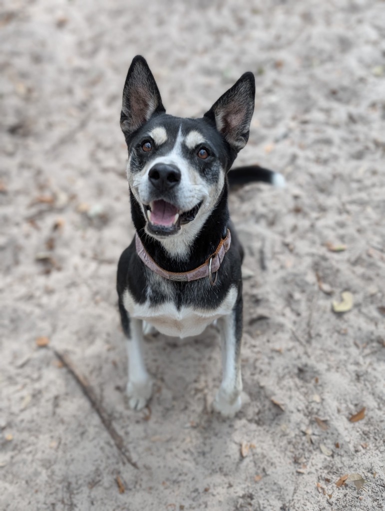 Charley, an adoptable Australian Shepherd in Fulton, TX, 78358 | Photo Image 1