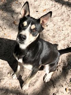 Charley, an adoptable Australian Shepherd in Fulton, TX, 78358 | Photo Image 3