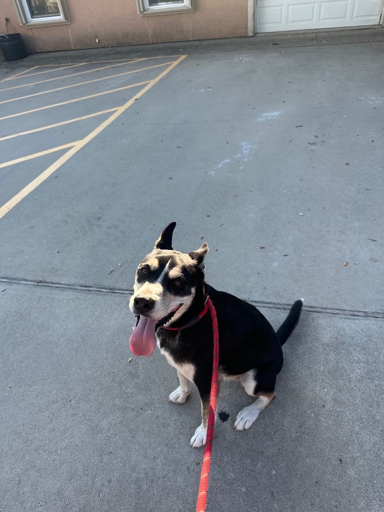 Charley, an adoptable Australian Shepherd in Fulton, TX, 78358 | Photo Image 3