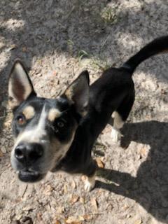 Charley, an adoptable Australian Shepherd in Fulton, TX, 78358 | Photo Image 4