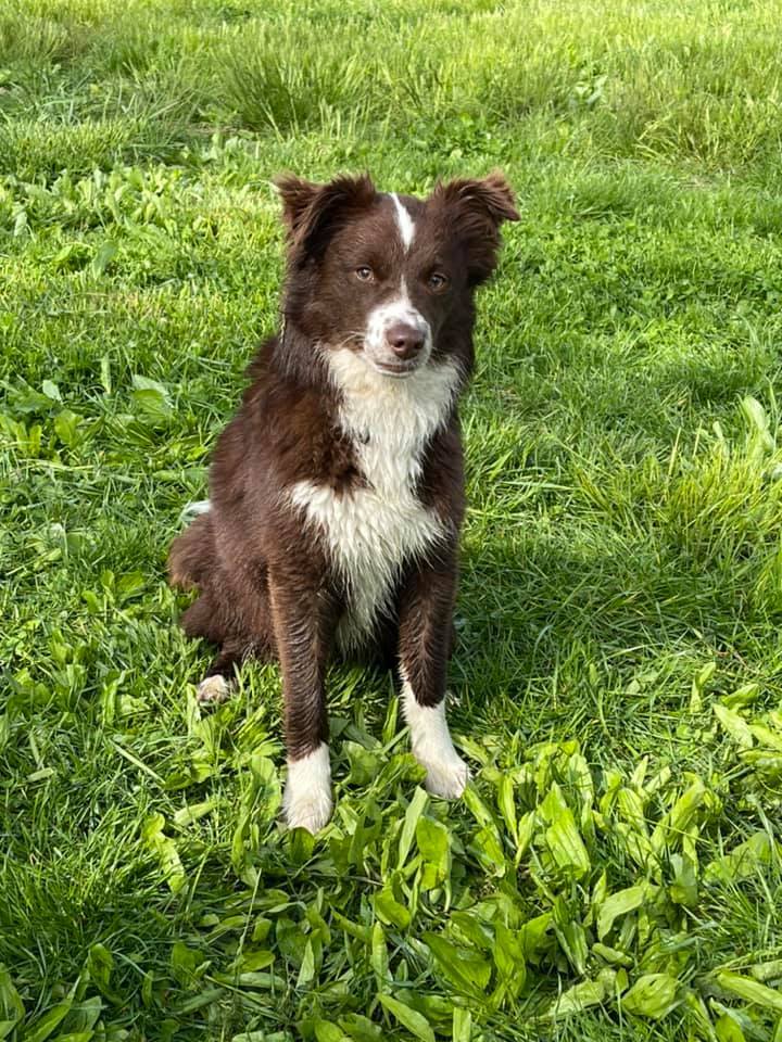 Dog for adoption Kat, a Border Collie Mix in Chestertown