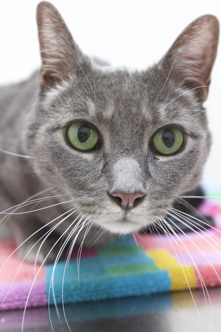 Itsy Bitsy, an adoptable Domestic Short Hair in Montclair, NJ_image-3