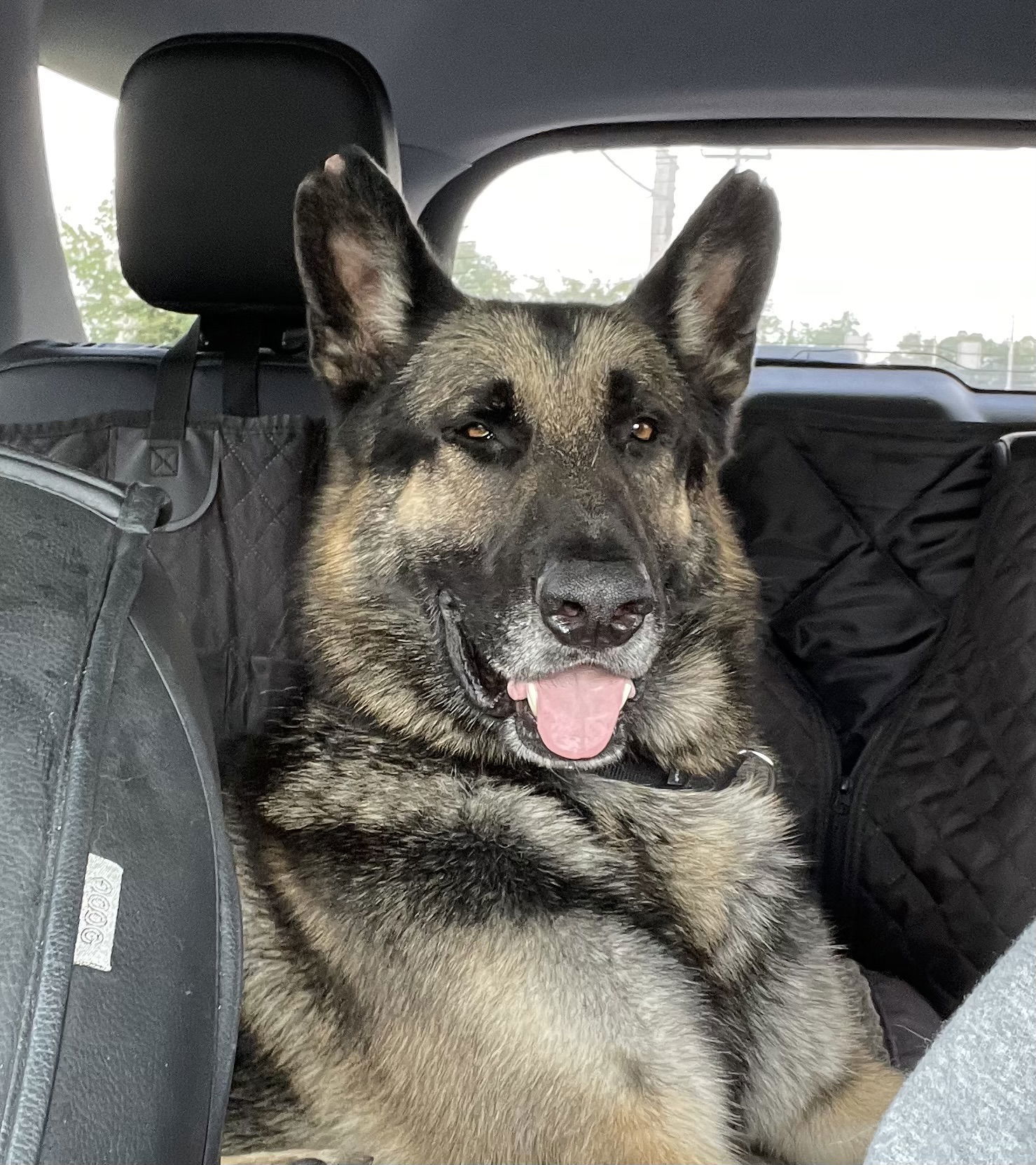 Matthias, an adoptable German Shepherd Dog in Thomasville, NC, 27361 | Photo Image 1