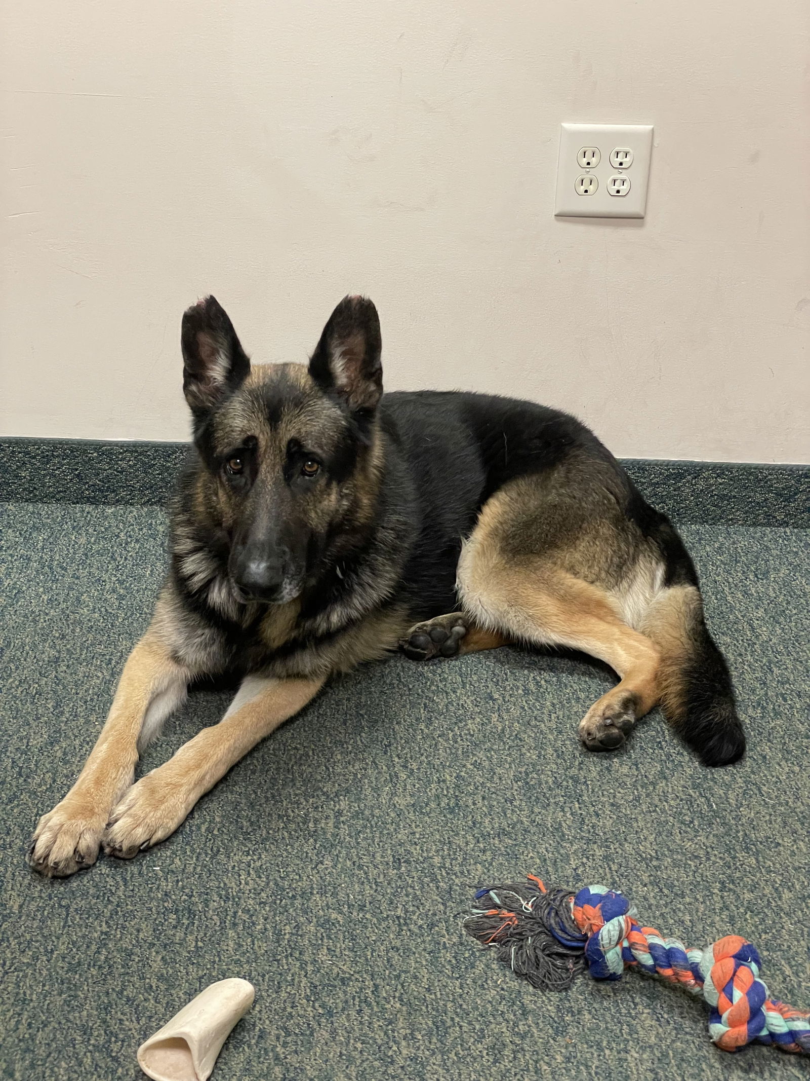 Matthias, an adoptable German Shepherd Dog in Thomasville, NC, 27361 | Photo Image 2