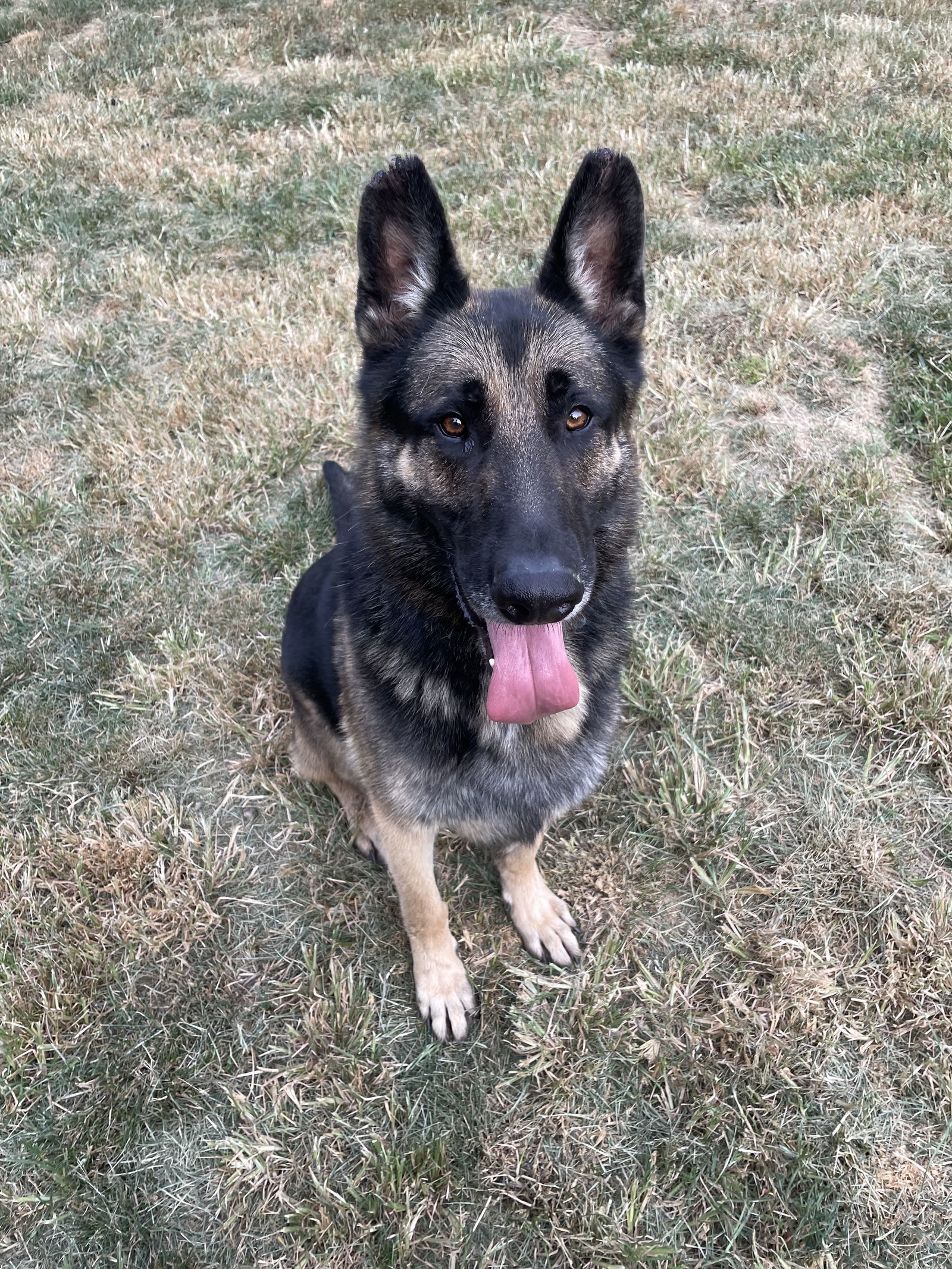 Matthias, an adoptable German Shepherd Dog in Thomasville, NC, 27361 | Photo Image 3